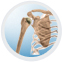 Shoulder Joint Replacement